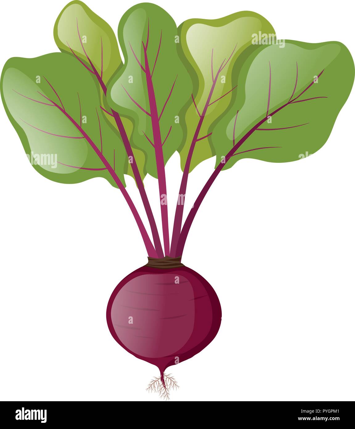Beetroot plant with leaves illustration Stock Vector Image & Art Alamy