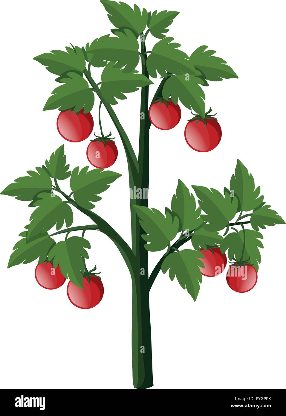 Tomato Plant Clip Art