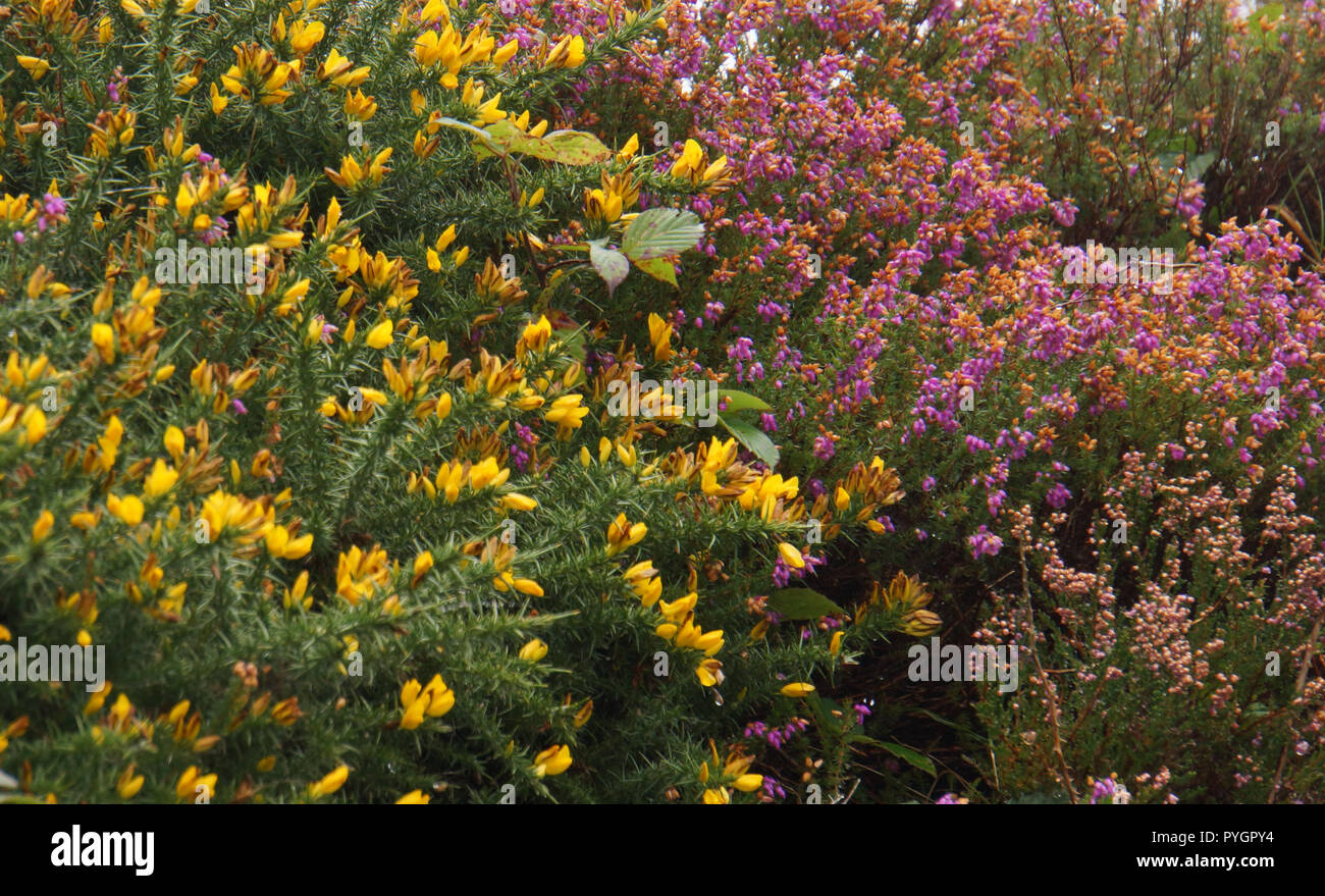 pink heather and yellow gorse flowers in bloom on the Irish coastline along the Ring of Kerry in Ireland Stock Photo