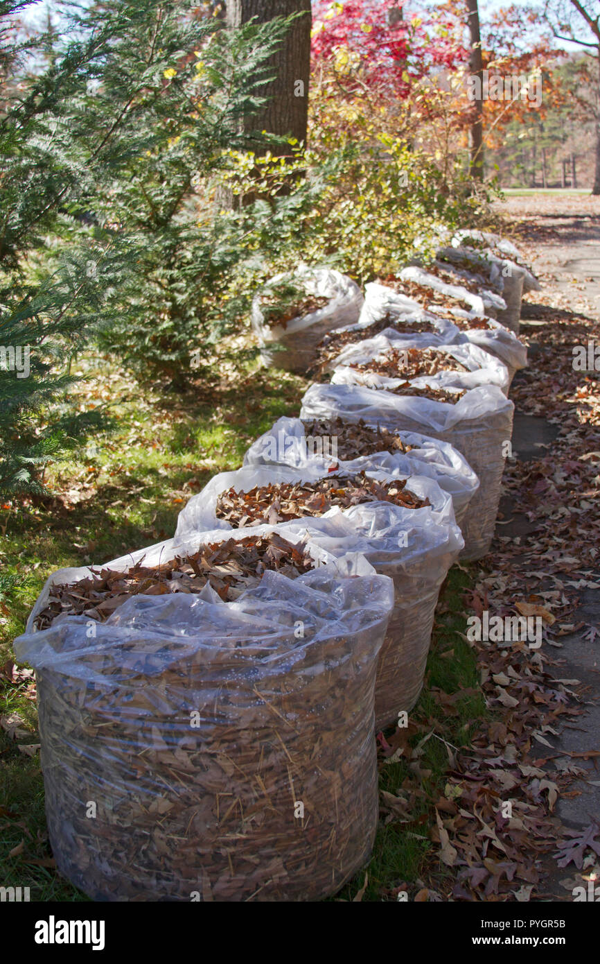 A row of large plastic bags filled to the brim with oak tree leaves out