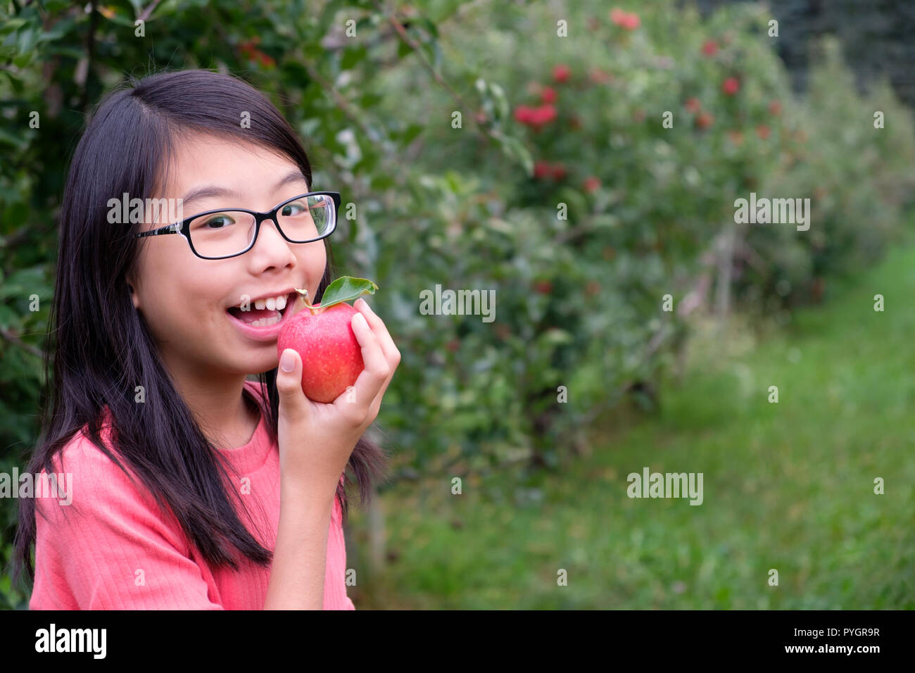 Little Asian girl child hold a red apple in orchard Stock Photo