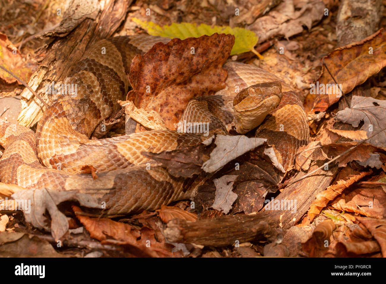 Northern copperhead agkistrodon contortrix mokasen hires stock