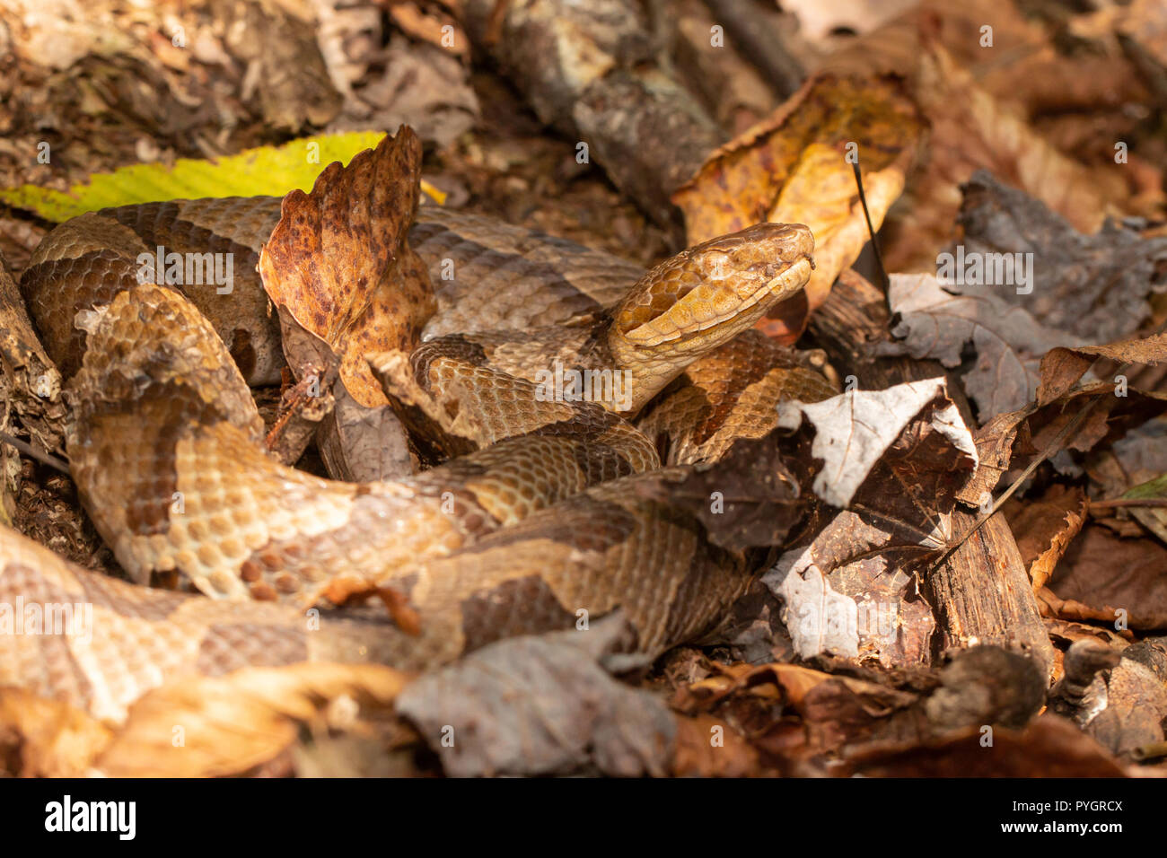 Northern copperhead camouflaged in dead leaves Agkistrodon contortrix