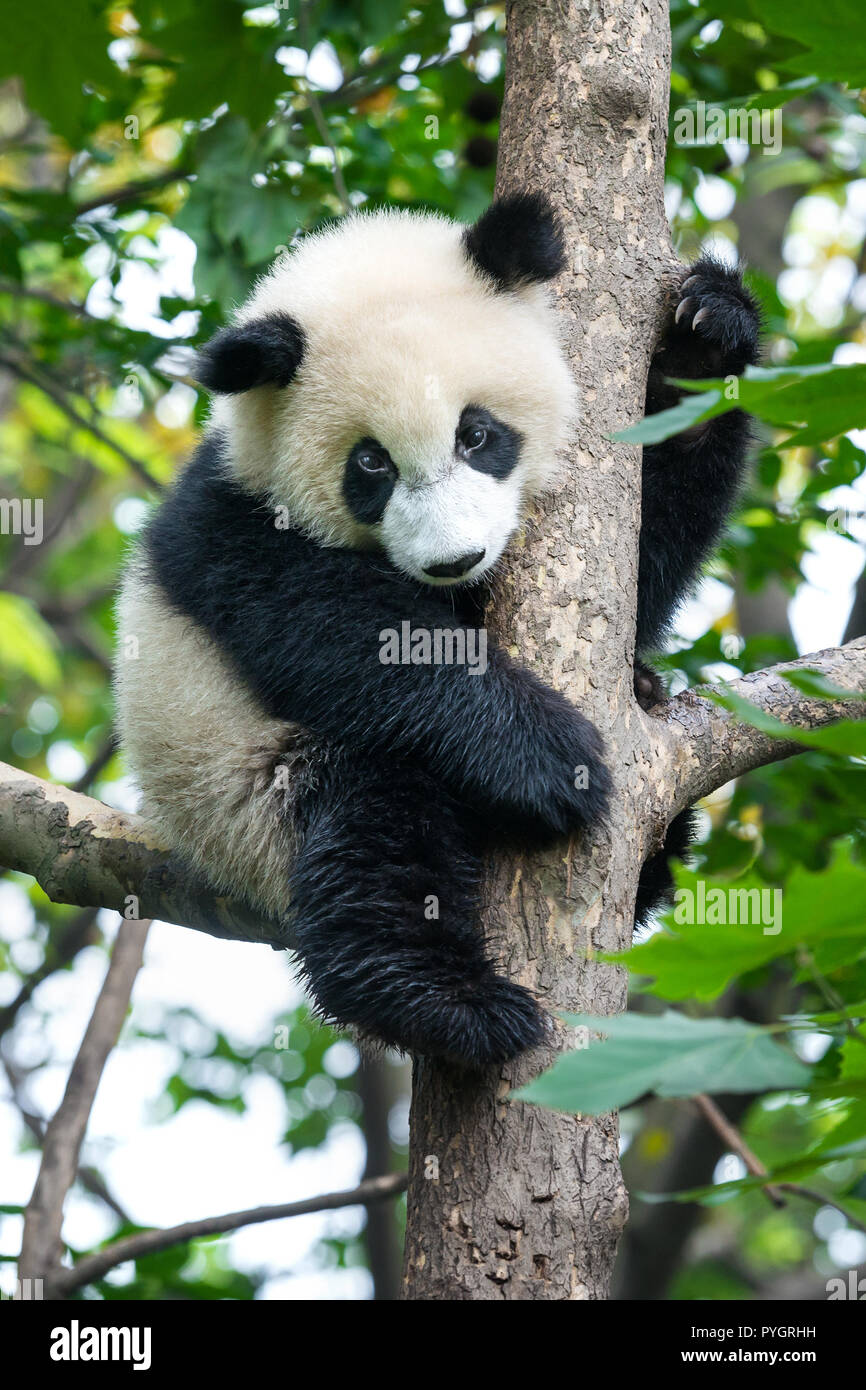 Cute panda bear climbing tree Stock Photo - Alamy