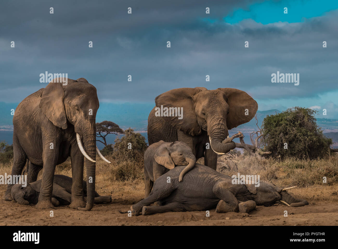This image of Elephant's family is taken at Amboseli in Kenya. Stock Photo