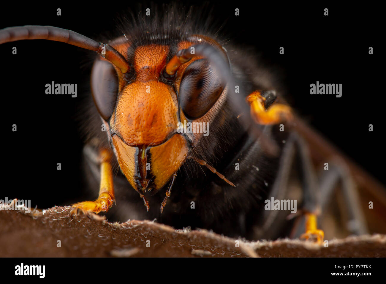 Vespa velutina (Assian hornet) portrait Stock Photo