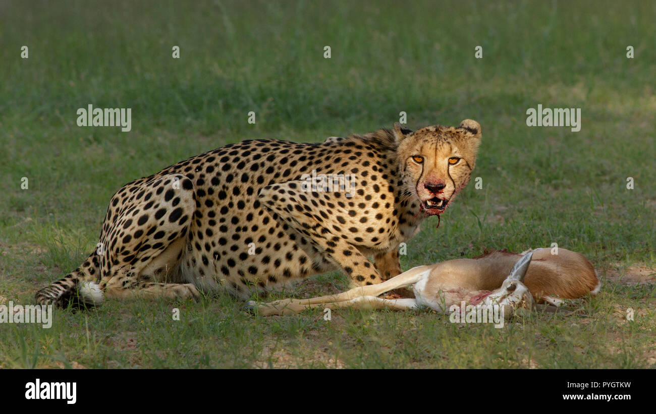Nature and Wildlife Images taken in Southern Africa. Stock Photo