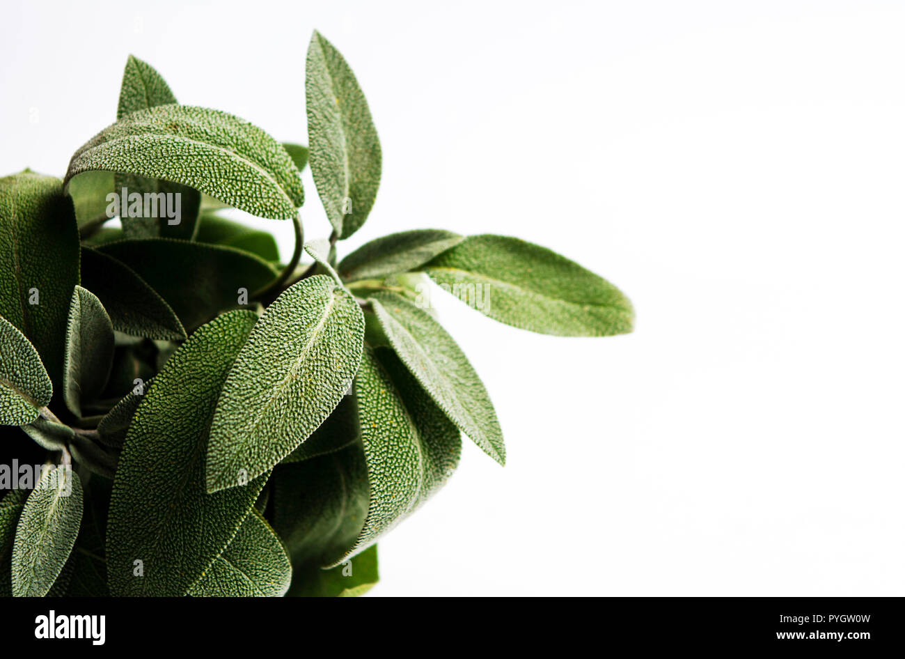 Sage plant brunch on white background isolated Stock Photo