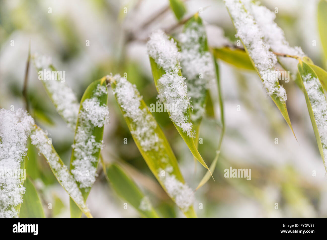 Detail of snowflakes on bamboo leaves. Nature in winter, macrophotography. Stock Photo