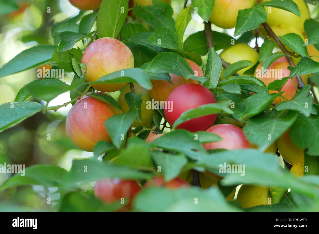 Ripening red fruits of cherry plum (Prunus cerasifera) among foliage on a branch, close-up Stock Photo