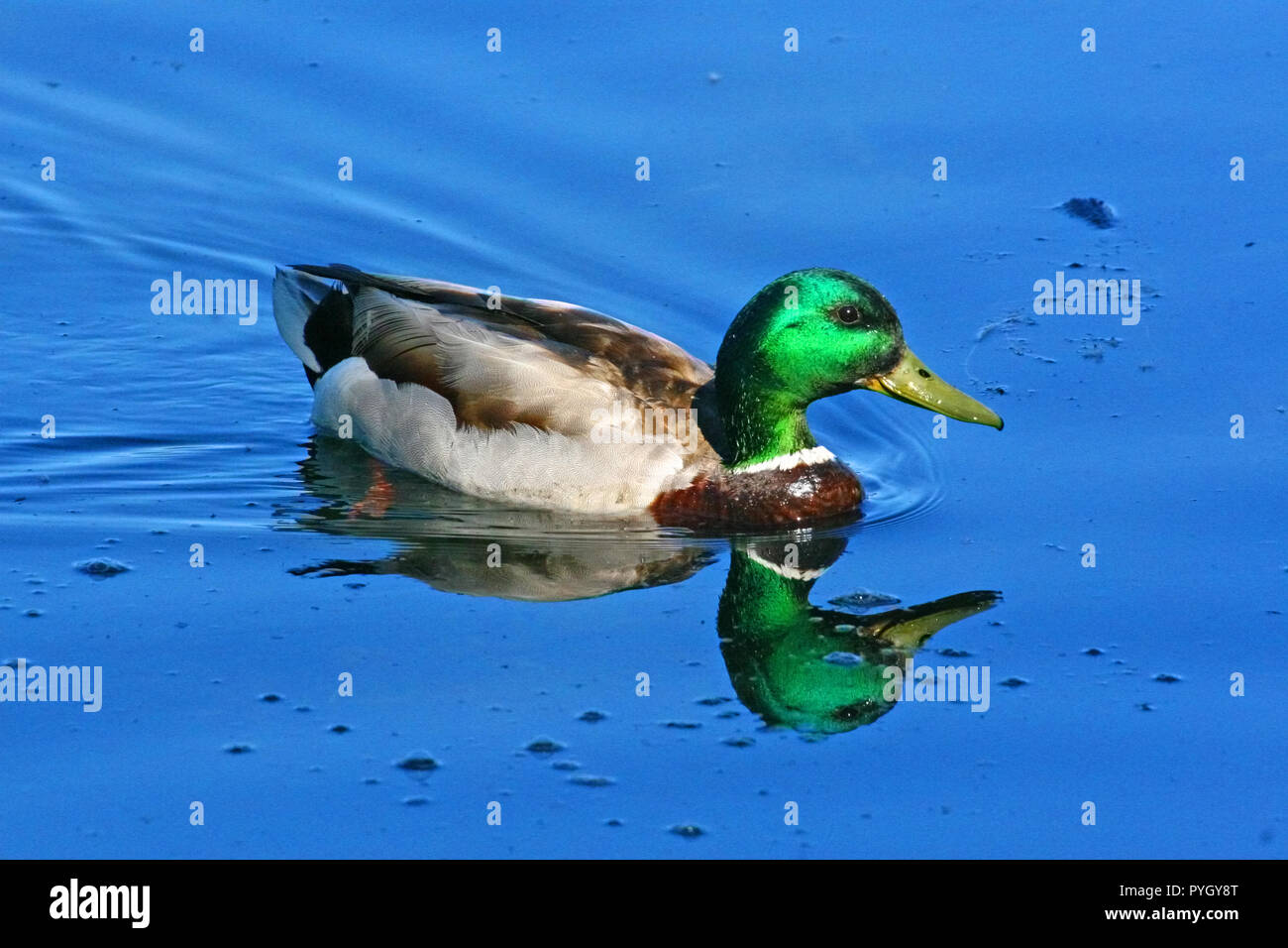 Mallard (Anas platyrhynchos), one of the most abundant ducks in the world. Stock Photo