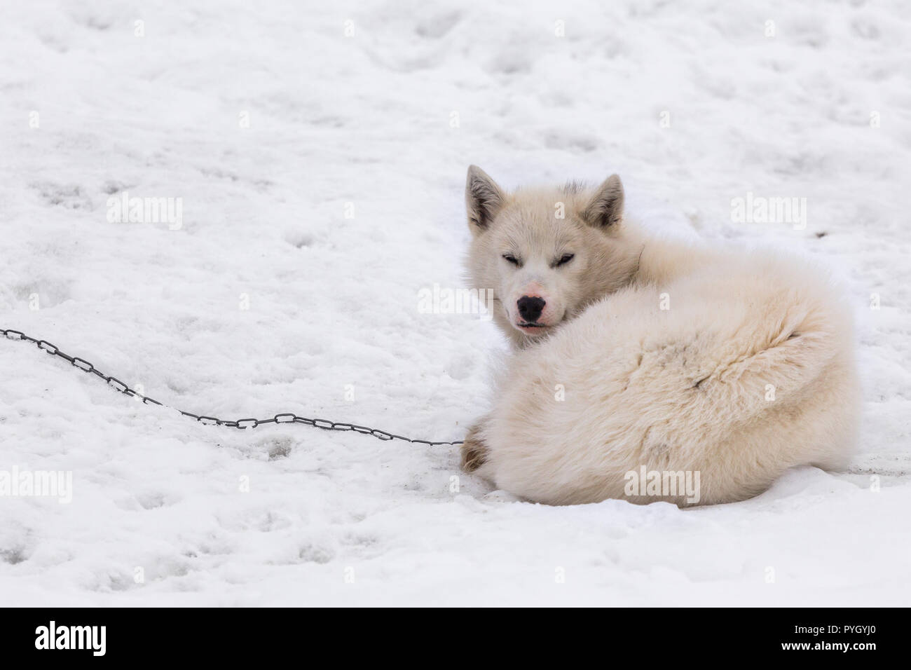 Greenlandic arctic sledding dog sleeping on the chain in snow, Sisimiut, Greenland Stock Photo