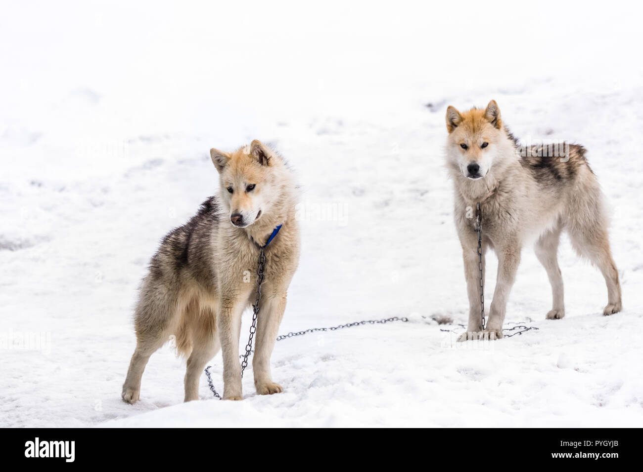 Two greenlandic arctic sledding dogs standing on alert in the snow, Sisimiut, Greenland Stock Photo