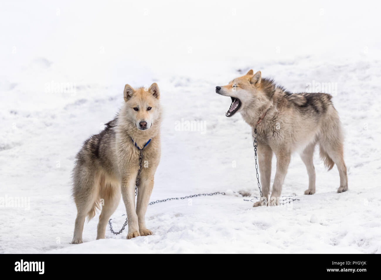 Two greenlandic Inuit sledding dogs standing on alert in the snow, Sisimiut, Greenland Stock Photo