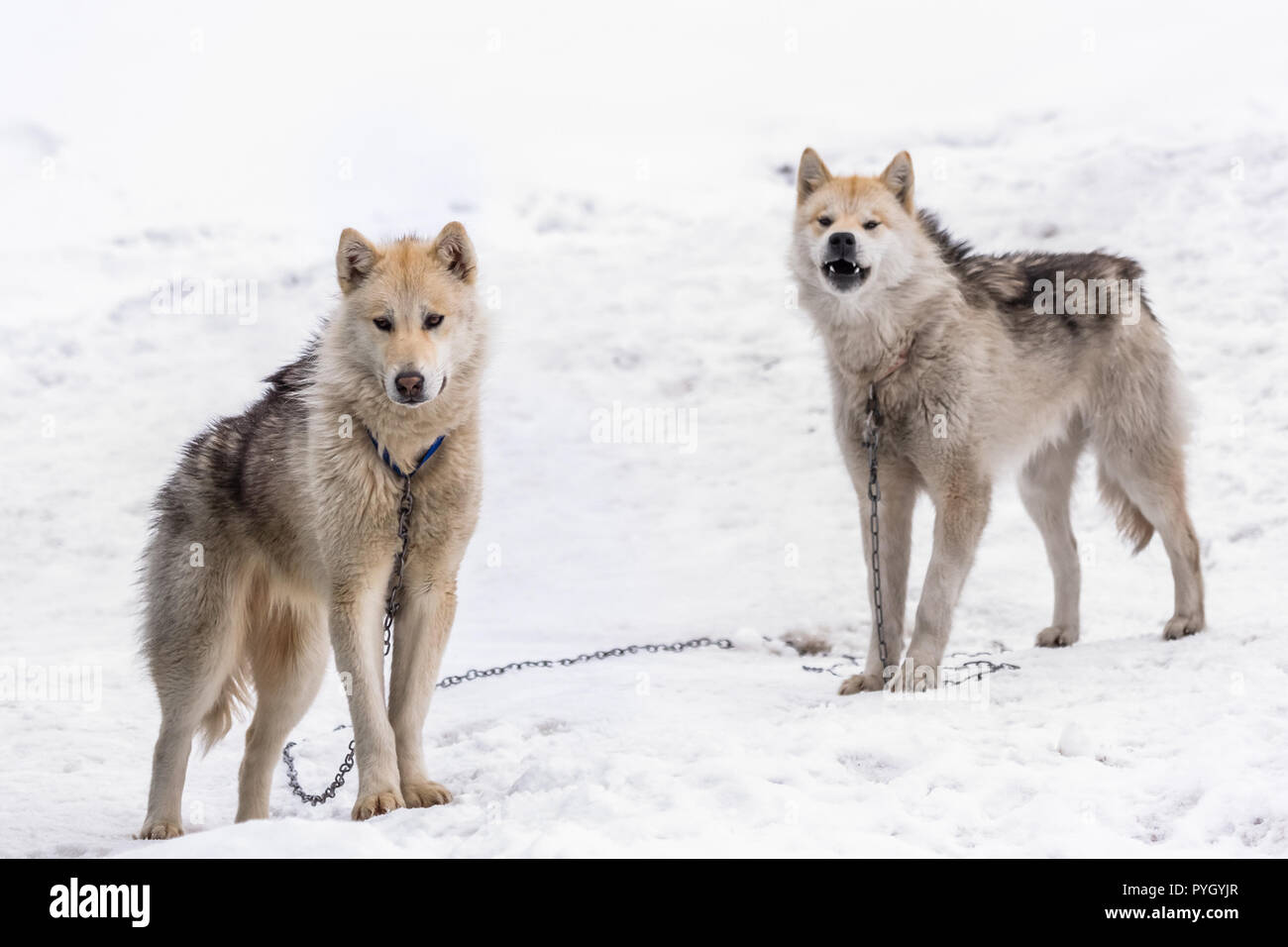 Two greenlandic Inuit sledding dogs standing on alert in the snow, Sisimiut, Greenland Stock Photo