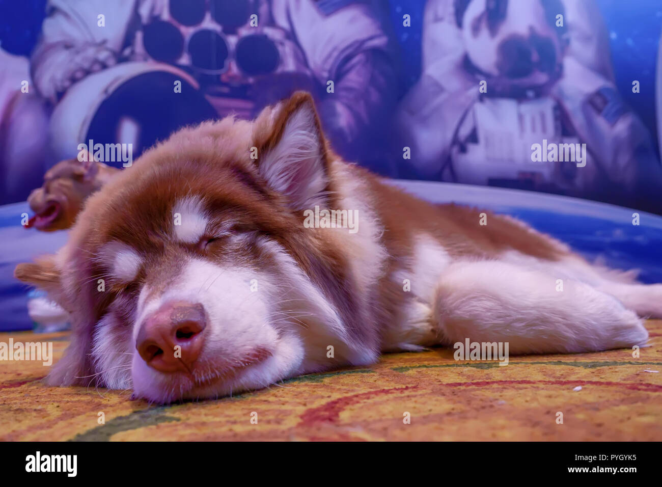 The dog was sleep on the carpet Stock Photo - Alamy