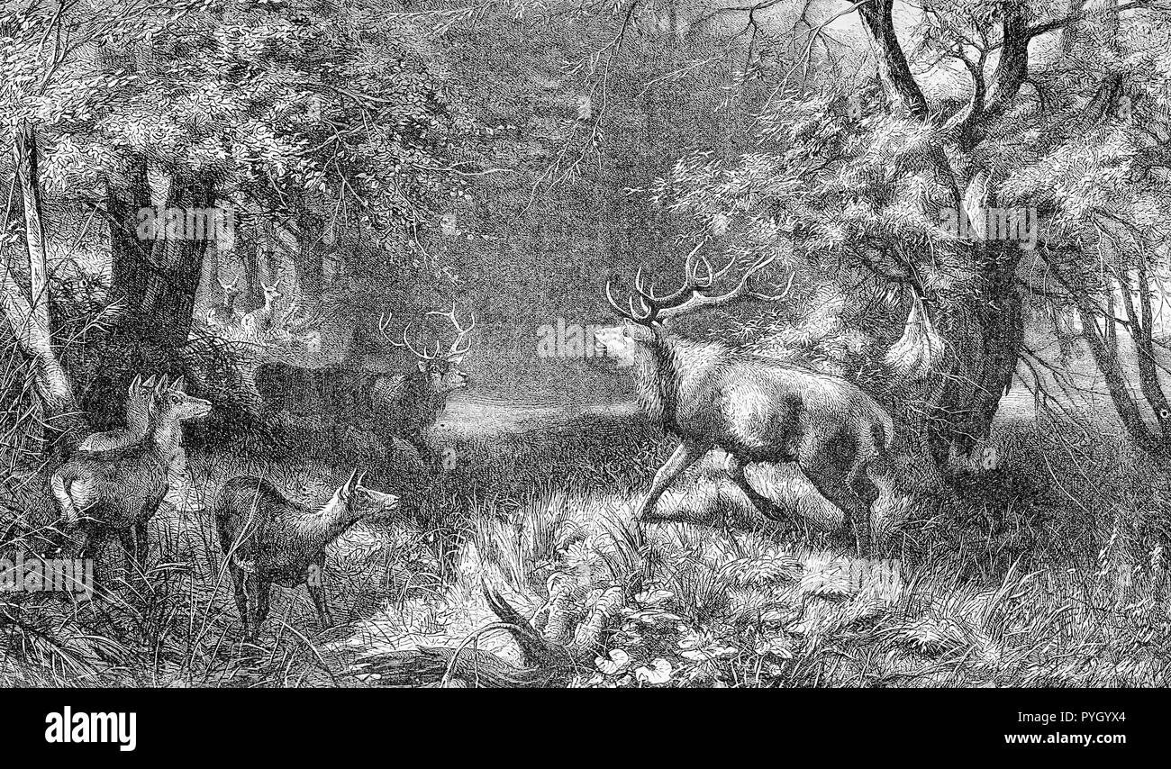 Two stags fighting, wildlife scene, vintage engraving Stock Photo