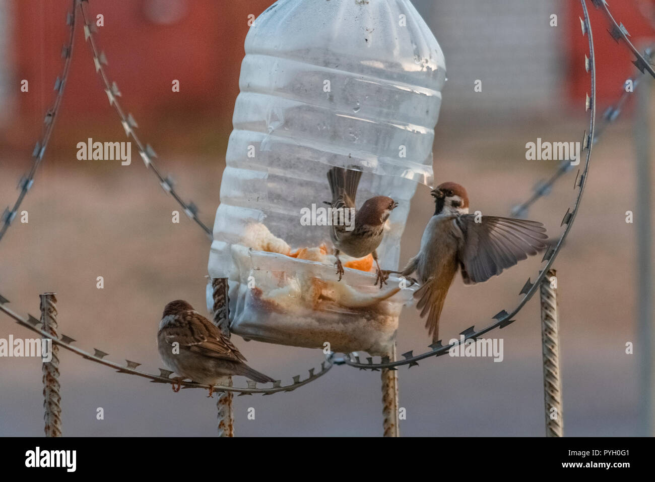 Sparrows having a breakfast. Russia. Kaluga region Stock Photo
