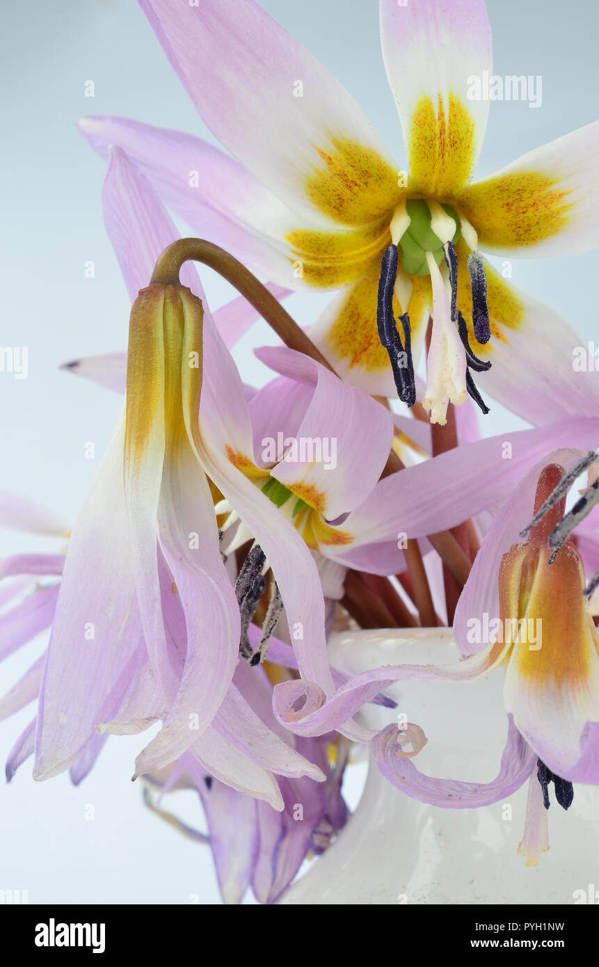 Bouquet of Erythronium denscanis or The dog'stoothviolet flowers in