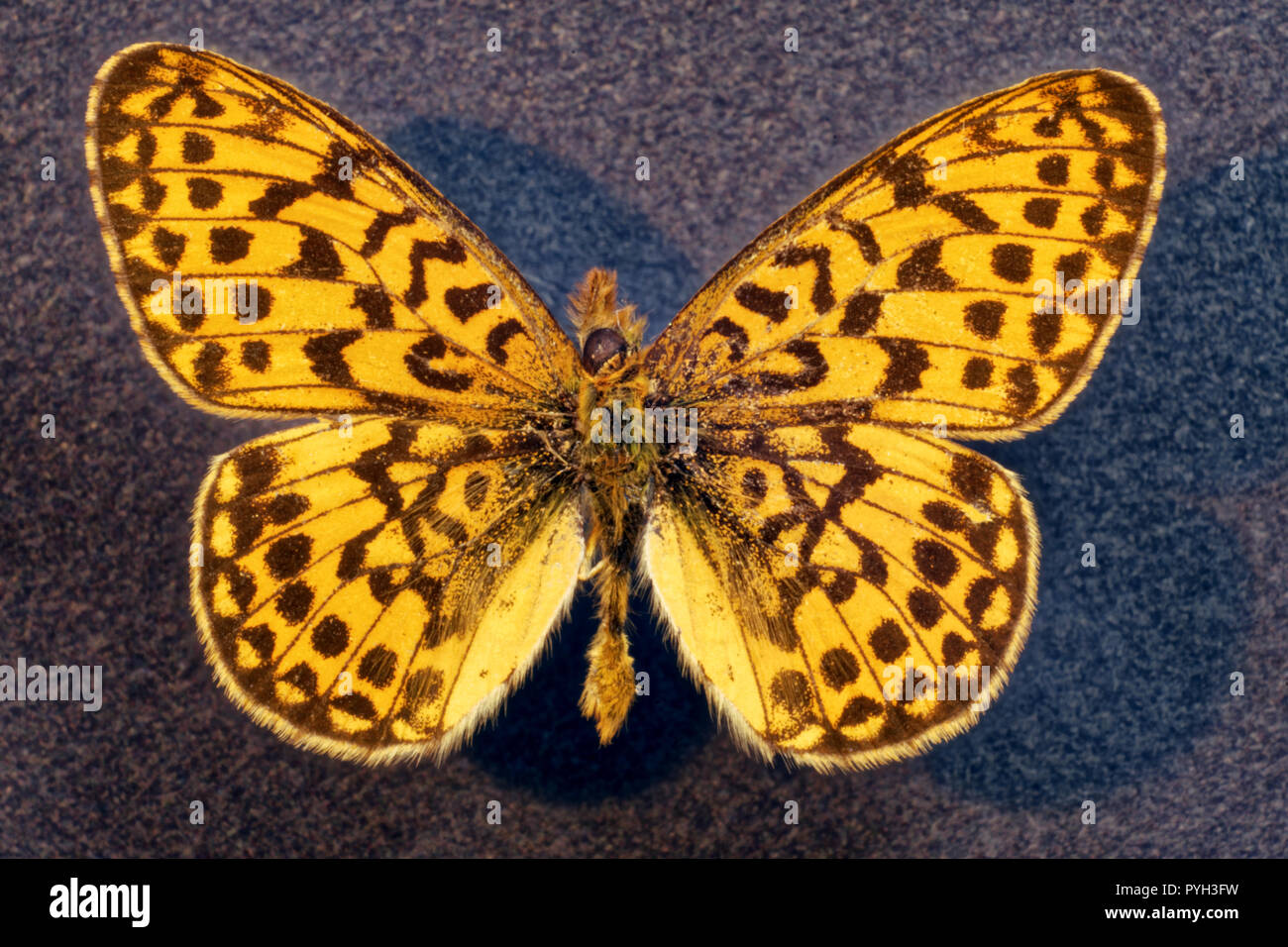 Photo butterfly Clossiana euphrosyne,Transcaucasia, Russia Stock Photo