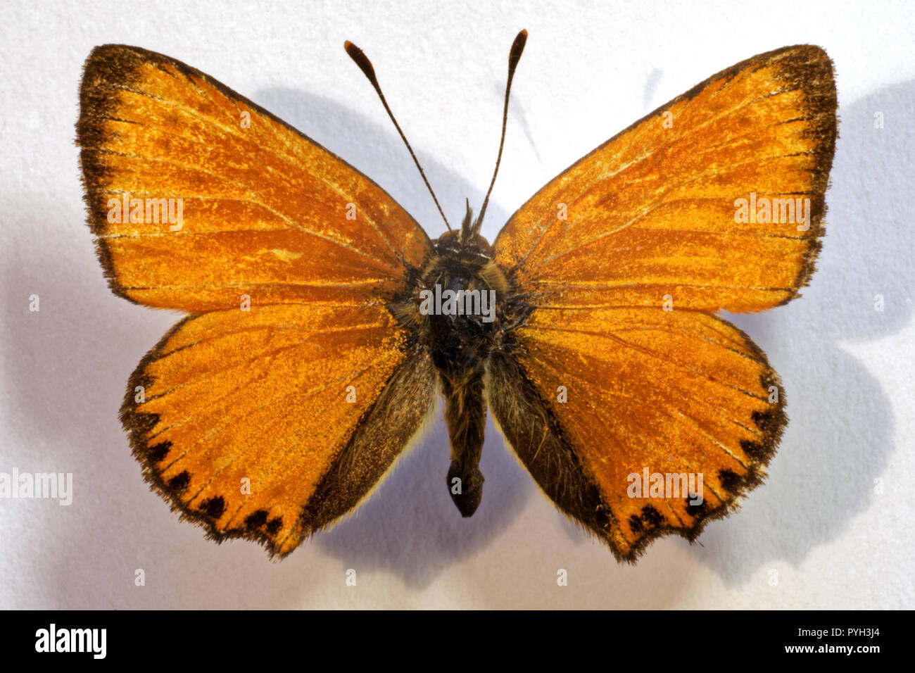 Photo butterfly Heodes virgaureae,Kaluga region, Russia Stock Photo