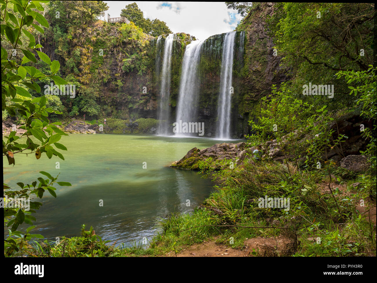 Scenic reserve surrounding the  famous Whangerei waterfall 26 m. high on the Hatea River in New Zealand Stock Photo