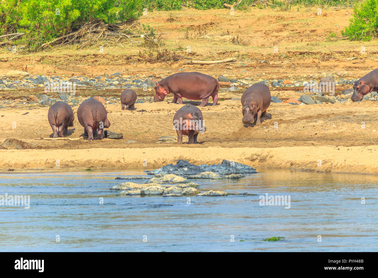 Group of Cape hippopotamus or South African hippopotamus at Olifants River in Kruger National Park, South Africa. Stock Photo