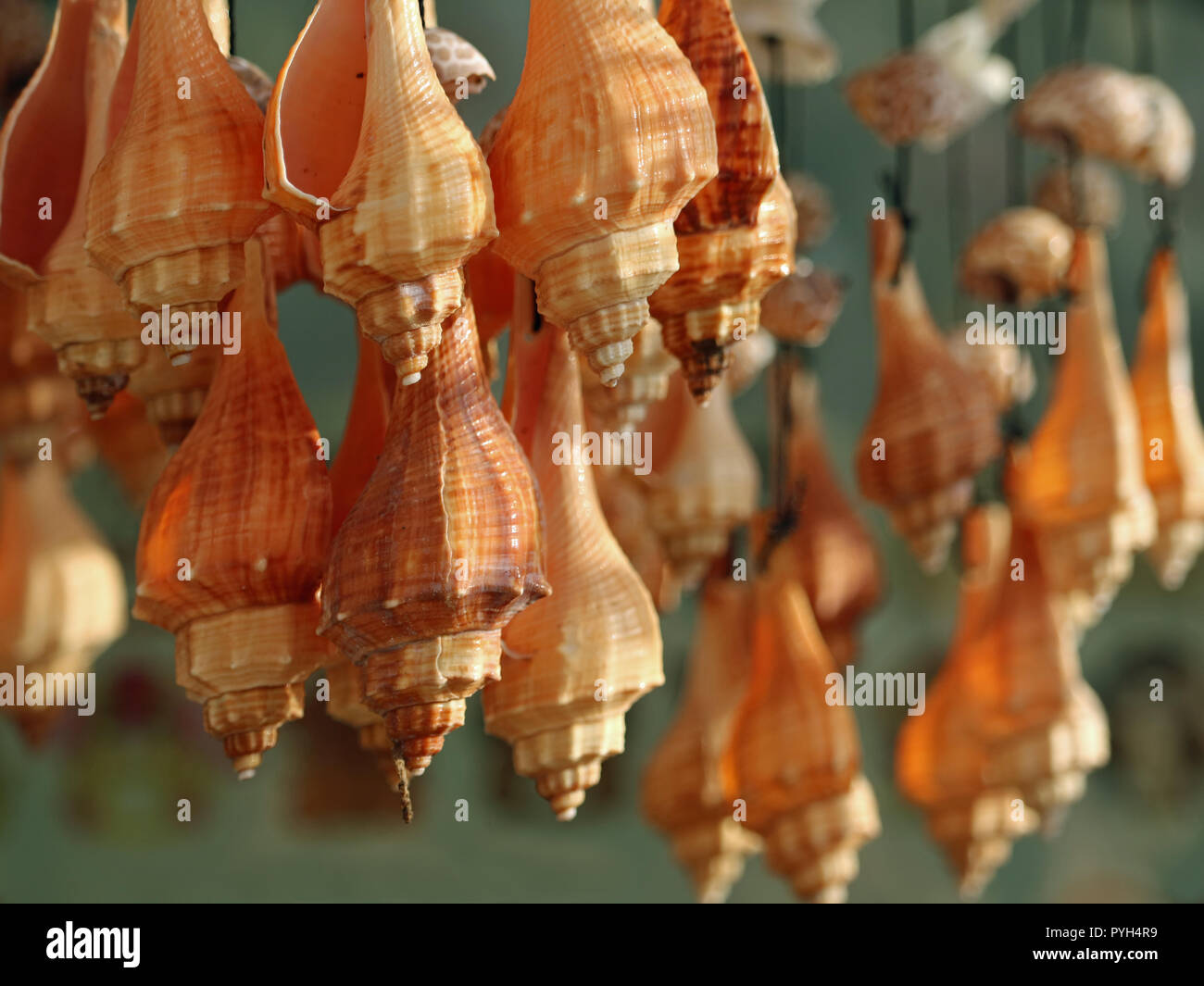 hanging seashell necklace for sale at a souvenir shop Stock Photo