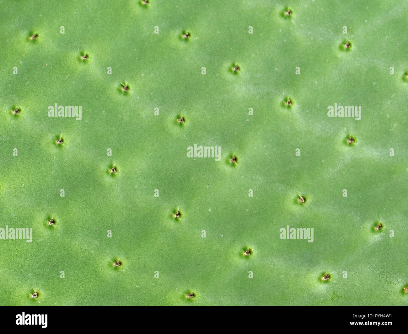 close up of green prickly pear cactus texture Stock Photo