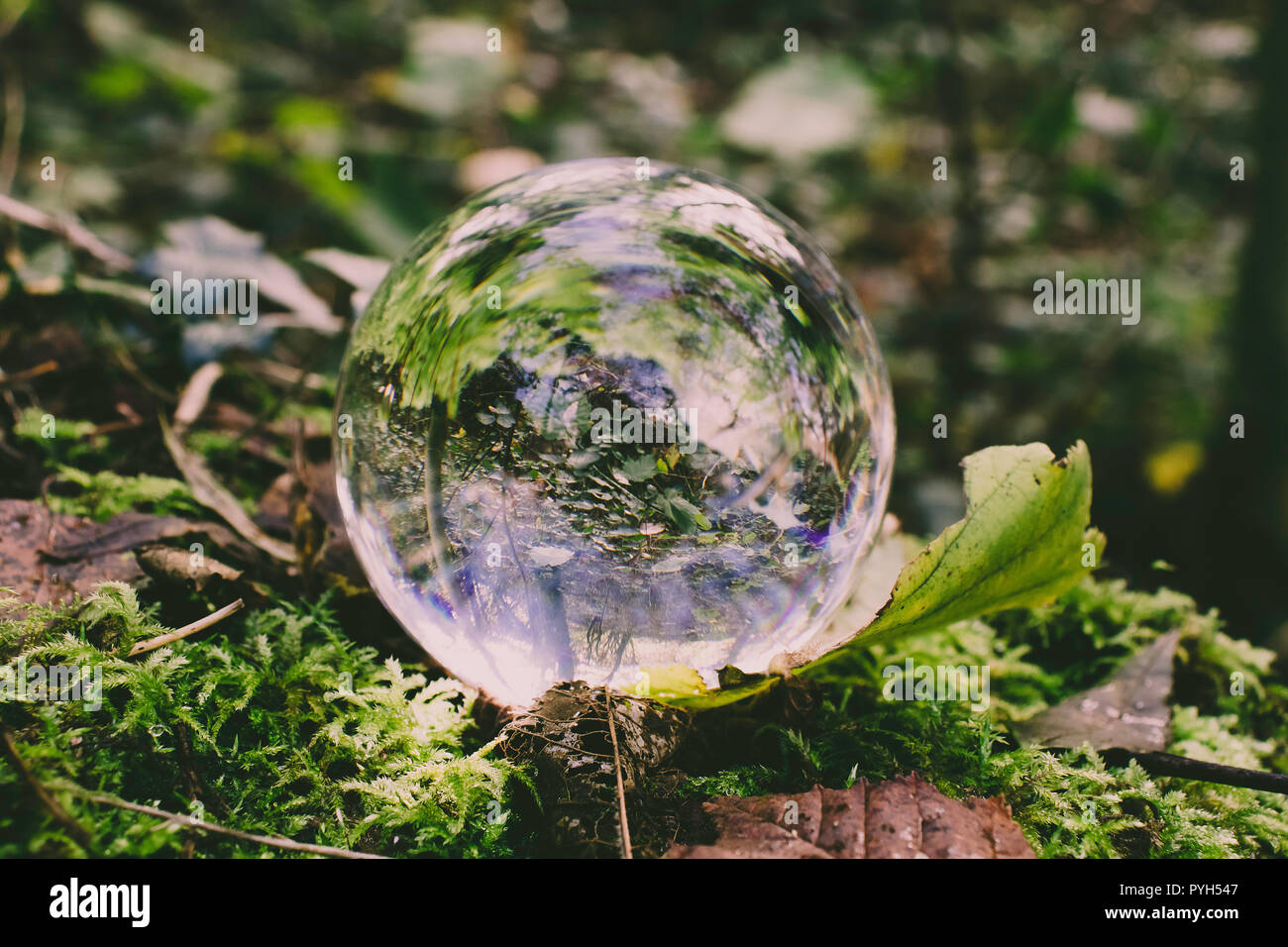 Crystal photography ball in woodland setting landscape Stock Photo