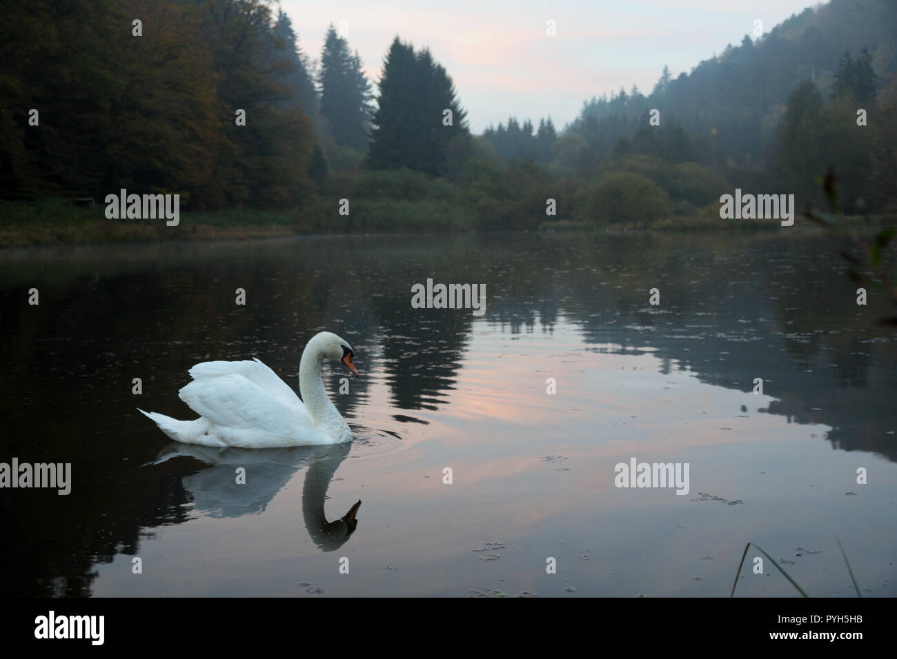 France, swan in the lake, which leads to the village Graufthal in the Zinseltal in the regional nature park Nordvogesen Stock Photo