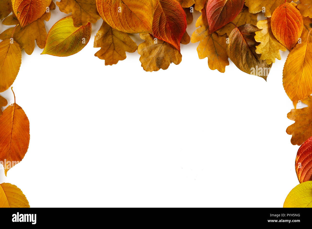 autumn leaves border frame isolated on white background Stock Photo - Alamy