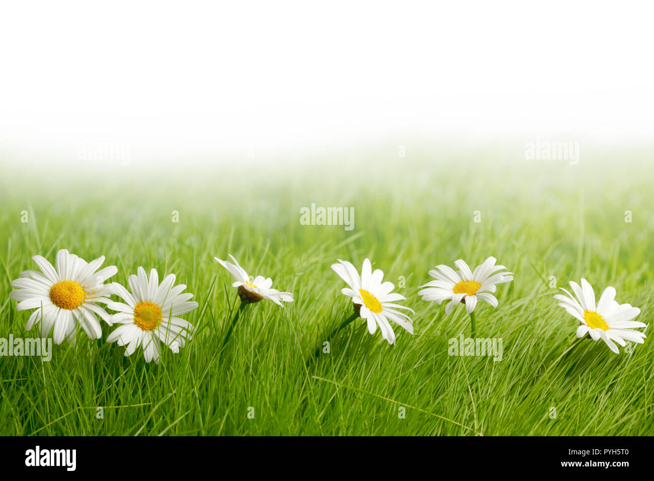 White daisy flowers in green grass isolated on white background Stock ...