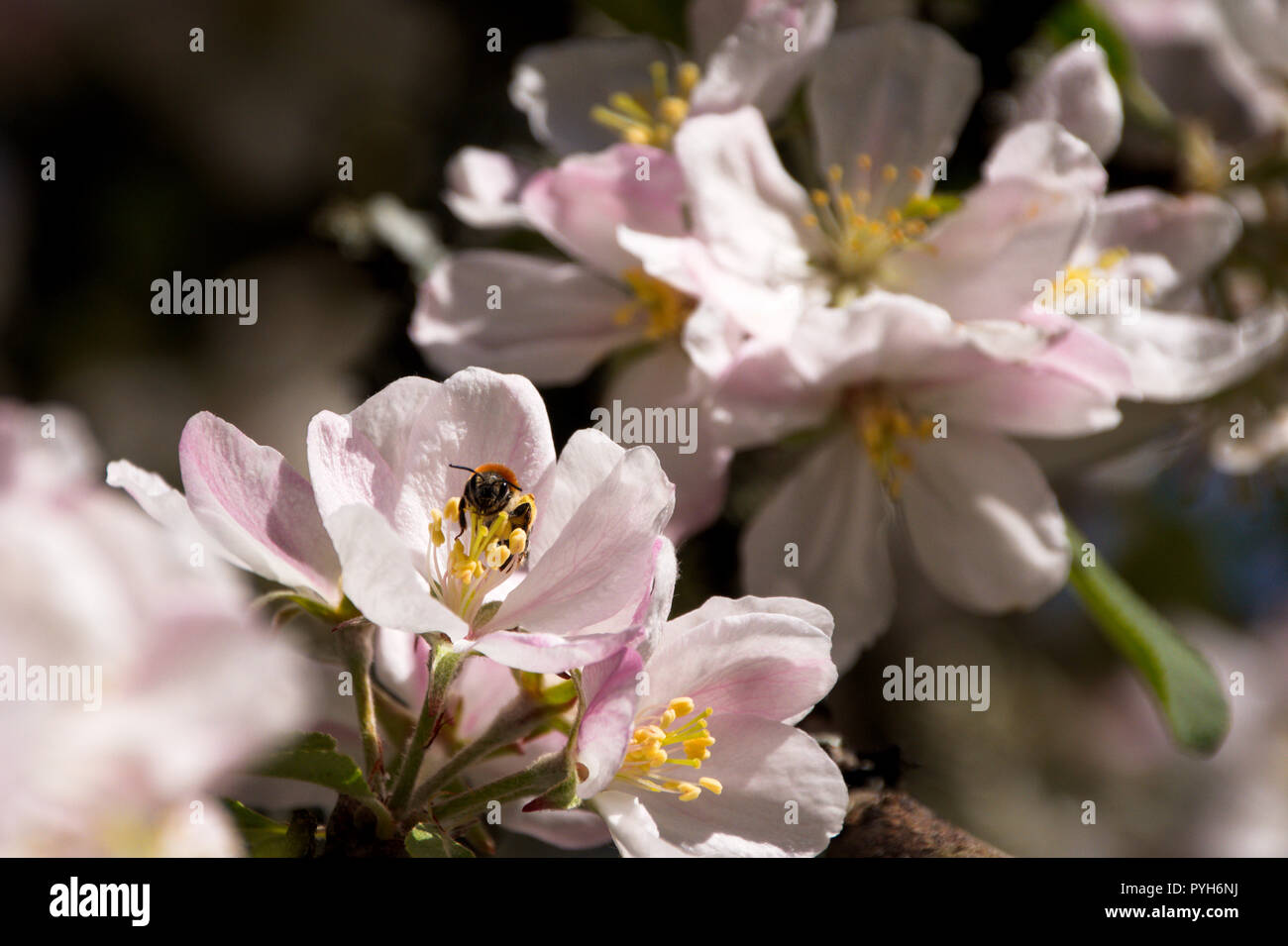 Bee collecting pollen from Hangy Down apple tree (Malus domestica