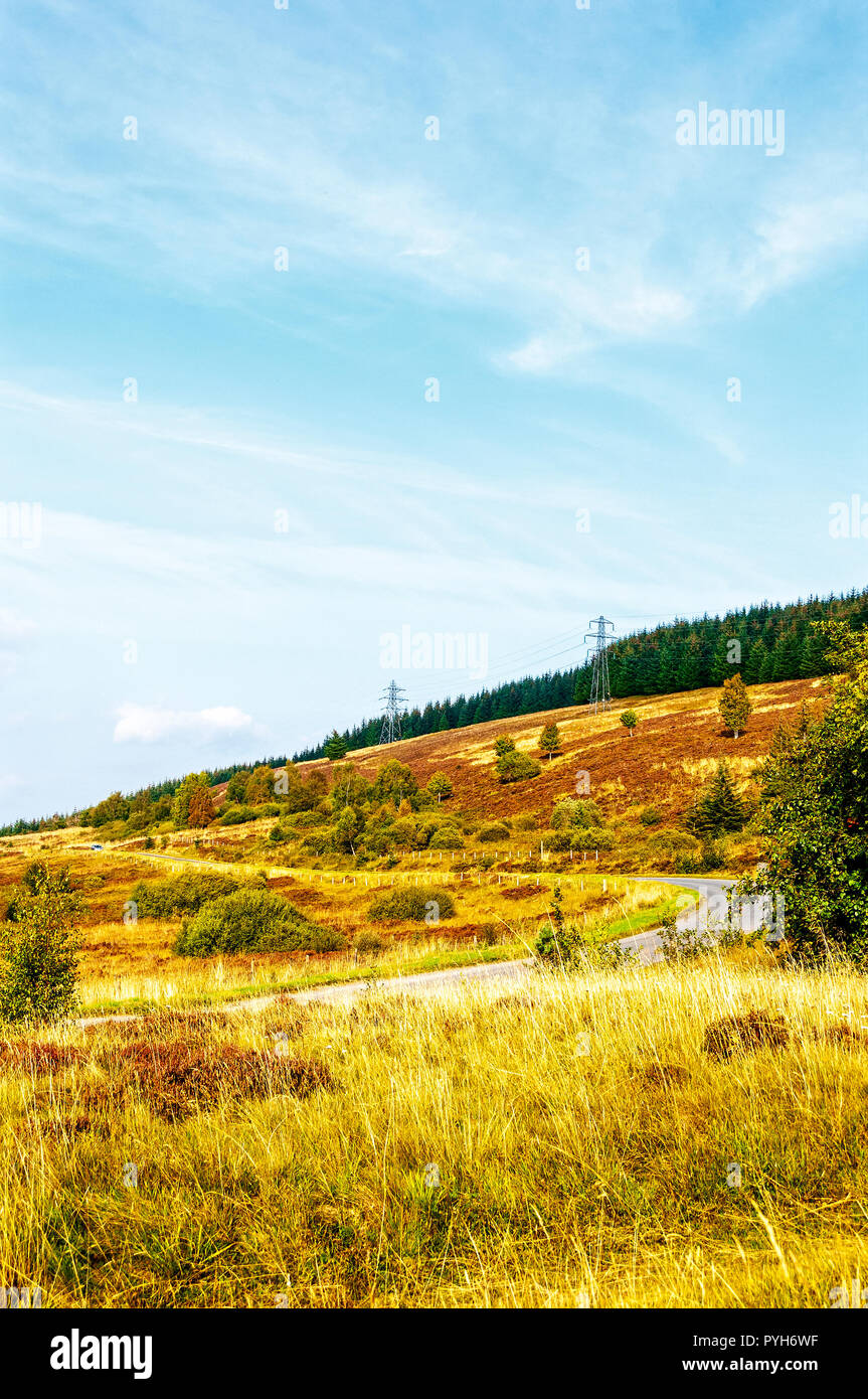 A cultivated forest of green fir trees at the top of a hill look between a row of electricity pylons over moorland grasses browned by the autumn sun Stock Photo