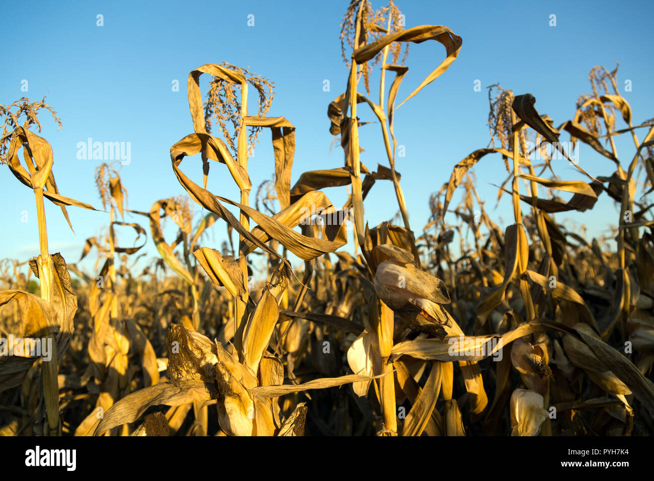 Poland, Dried-up maize field after a summer with a long drought Stock Photo