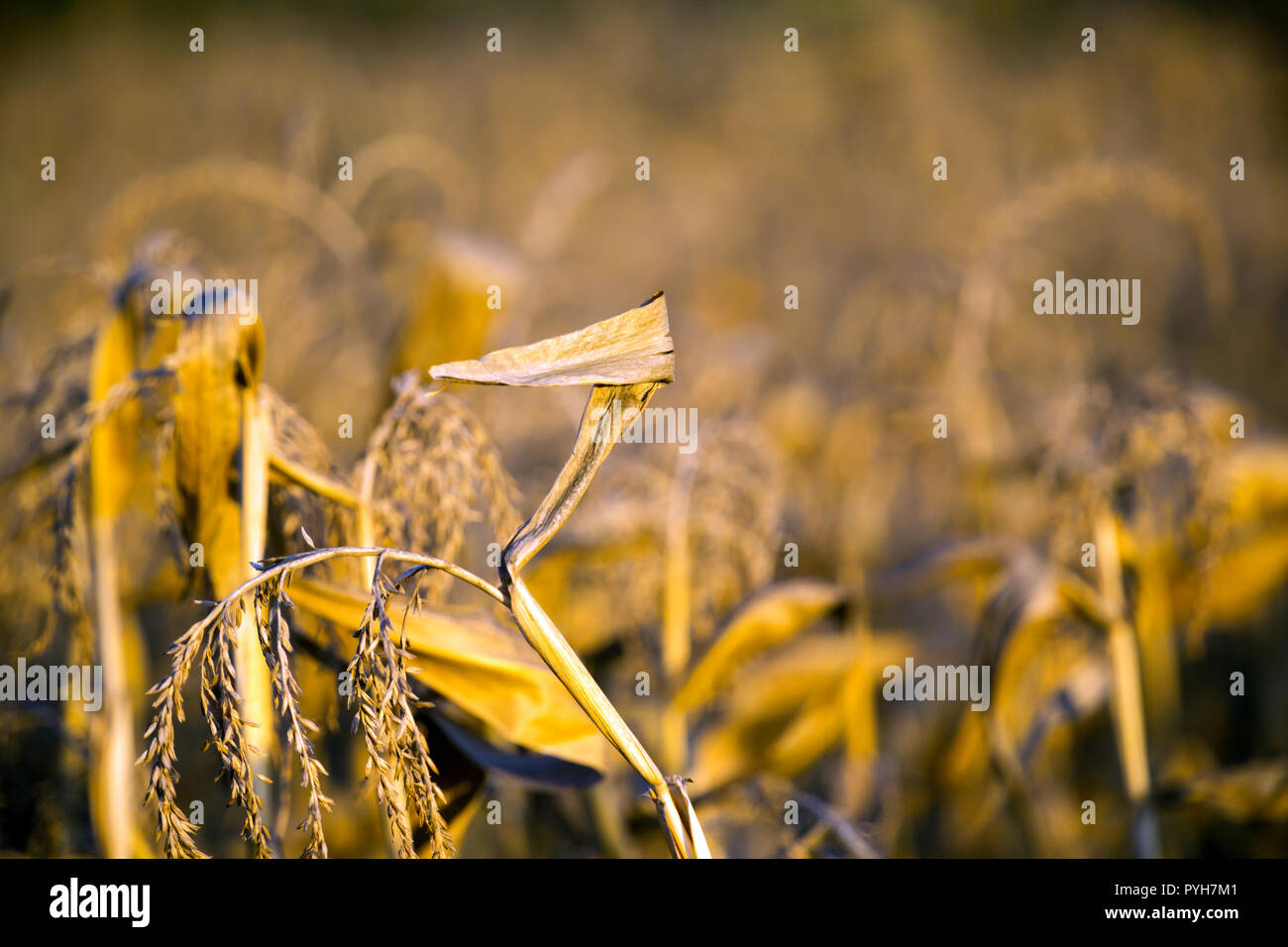Poland, Dried-up maize field after a summer with a long drought Stock Photo