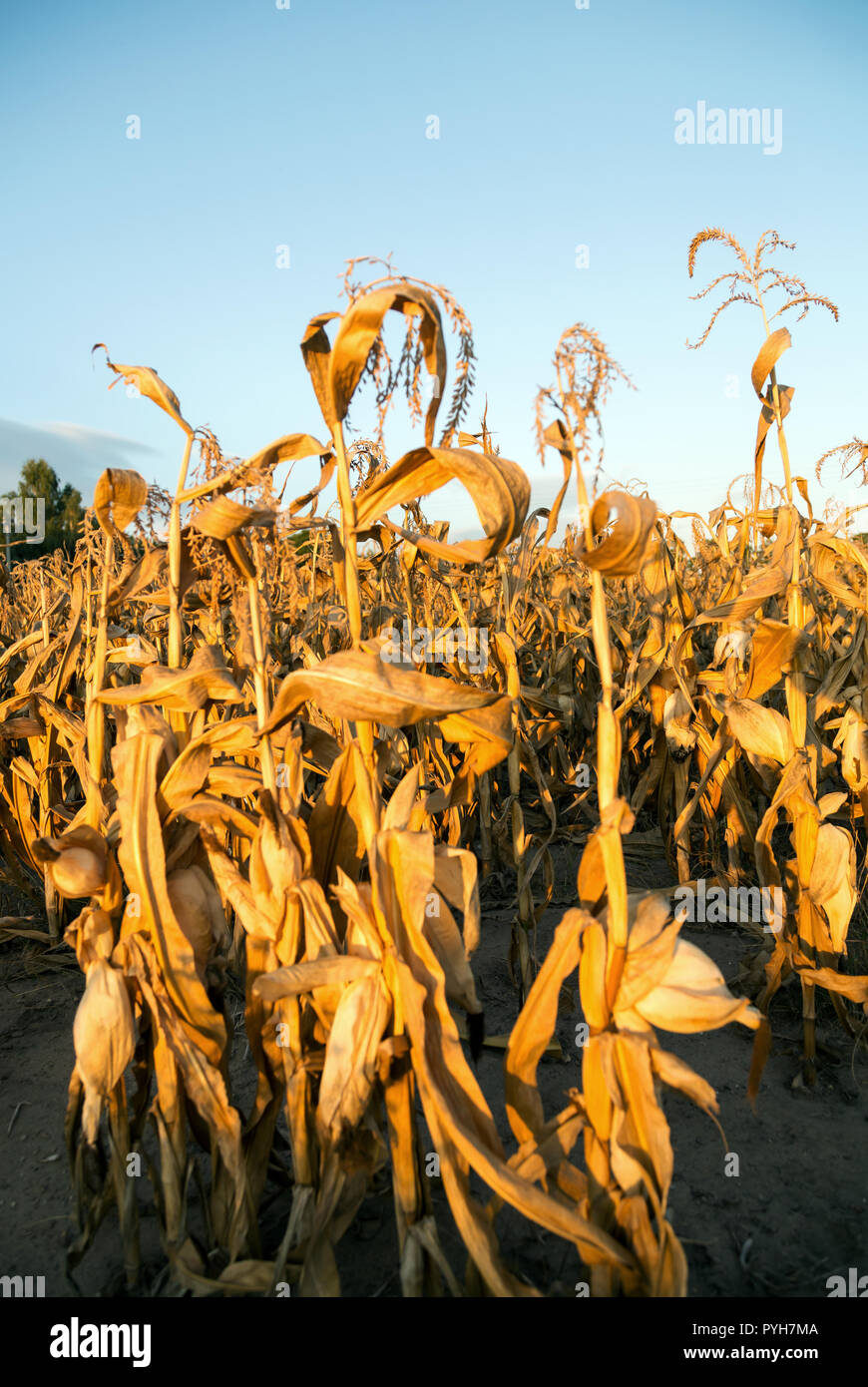 Bad weather maize hires stock photography and images Alamy