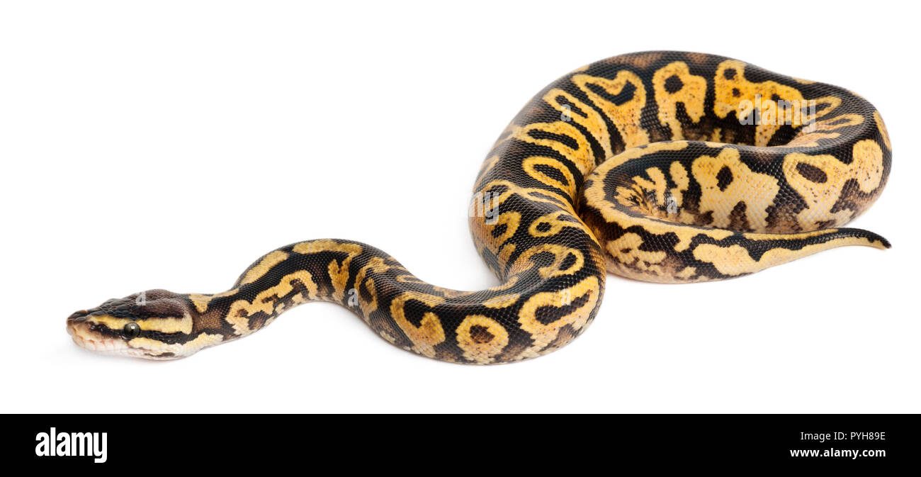 Female Pastel calico Python, Royal python or ball python, Python regius, in front of white background Stock Photo