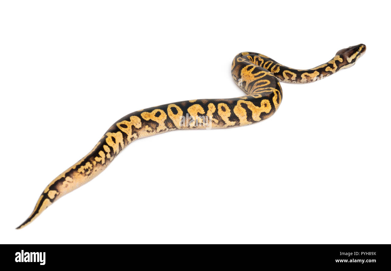 Female Pastel calico Python, Royal python or ball python, Python regius, in front of white background Stock Photo