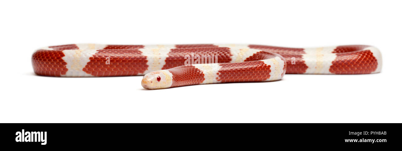 Albinos milk snake or milksnake, Lampropeltis triangulum nelsoni, in front of white background Stock Photo