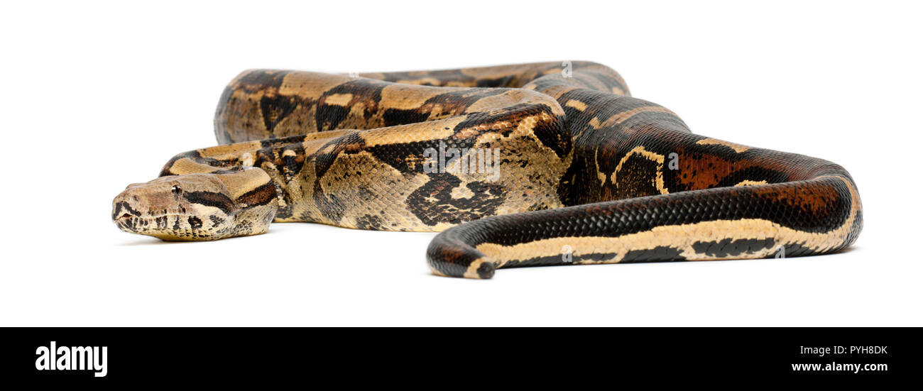banana boa constrictor banana boa constrictor