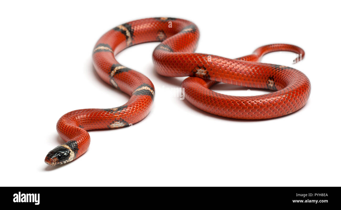Sinaloan milk snake, Lampropeltis triangulum sinaloae, in front of white background Stock Photo