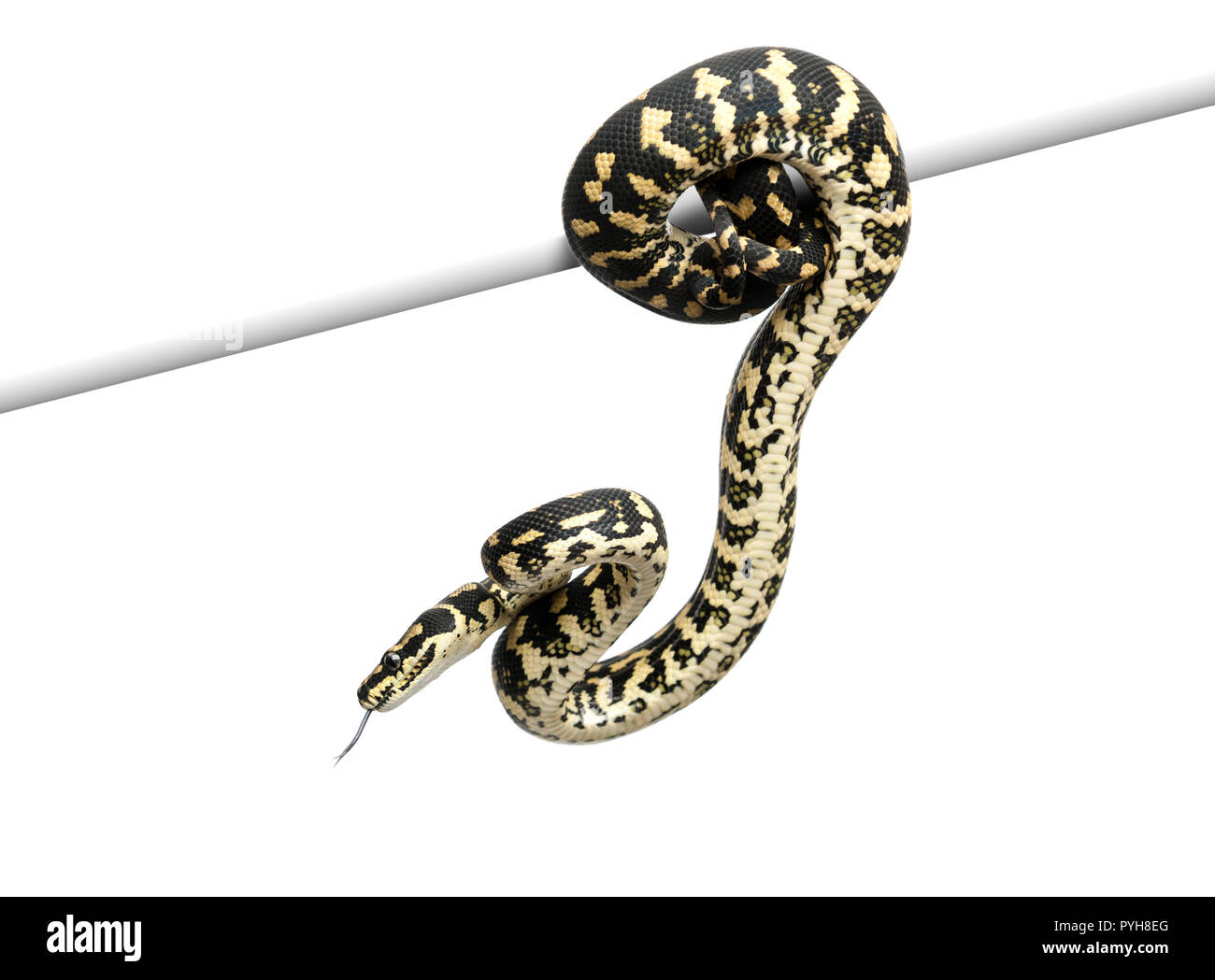 Jungle carpet python, Morelia spilota cheynei against white background ...