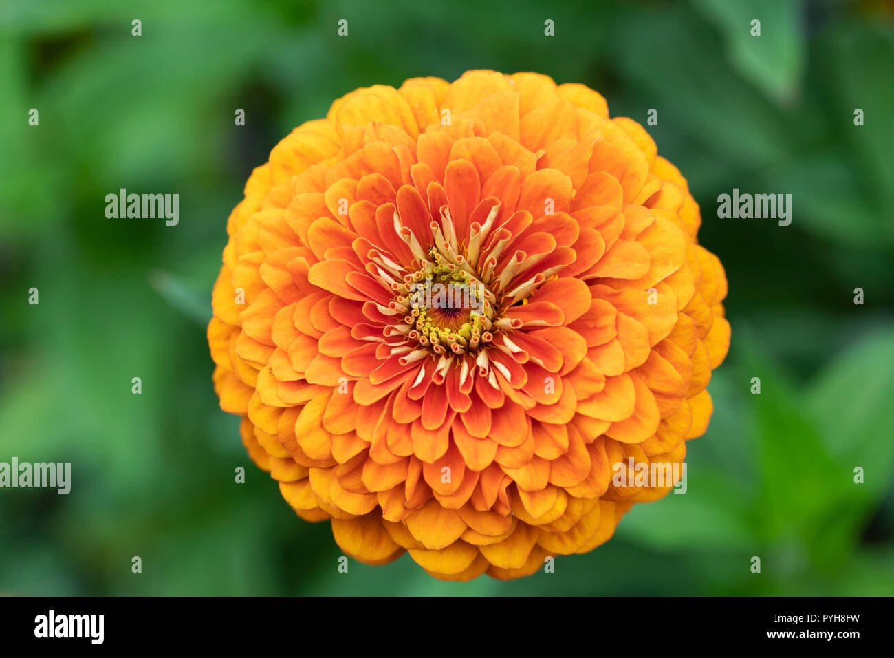 Close up of an orange Zinnia Elegans flowering in an English garden Stock Photo