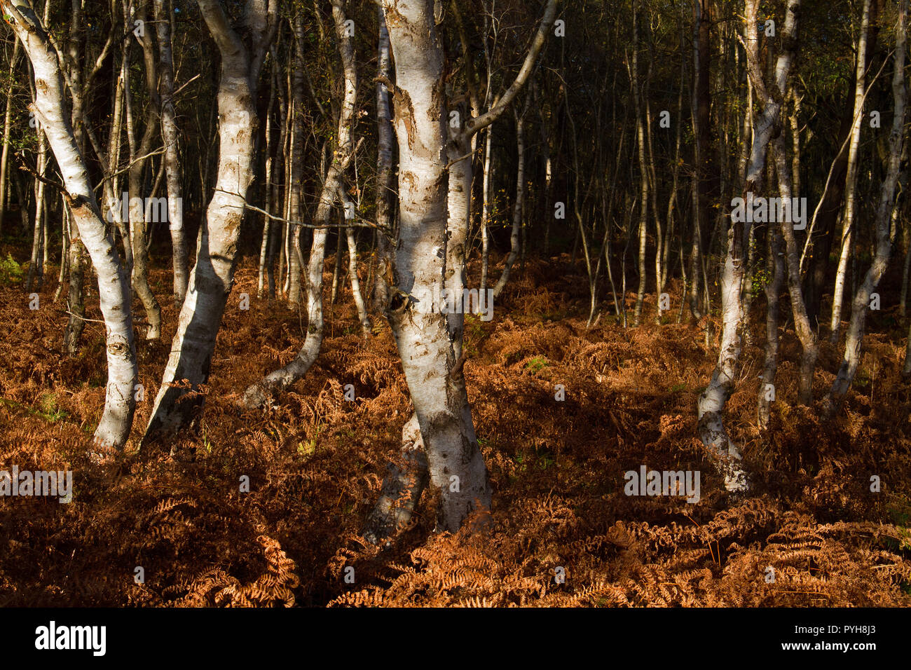 Birch forest with undergrowth of Buckler ferns in autumn, the white bark contrasting with the brown, dry ferns Stock Photo