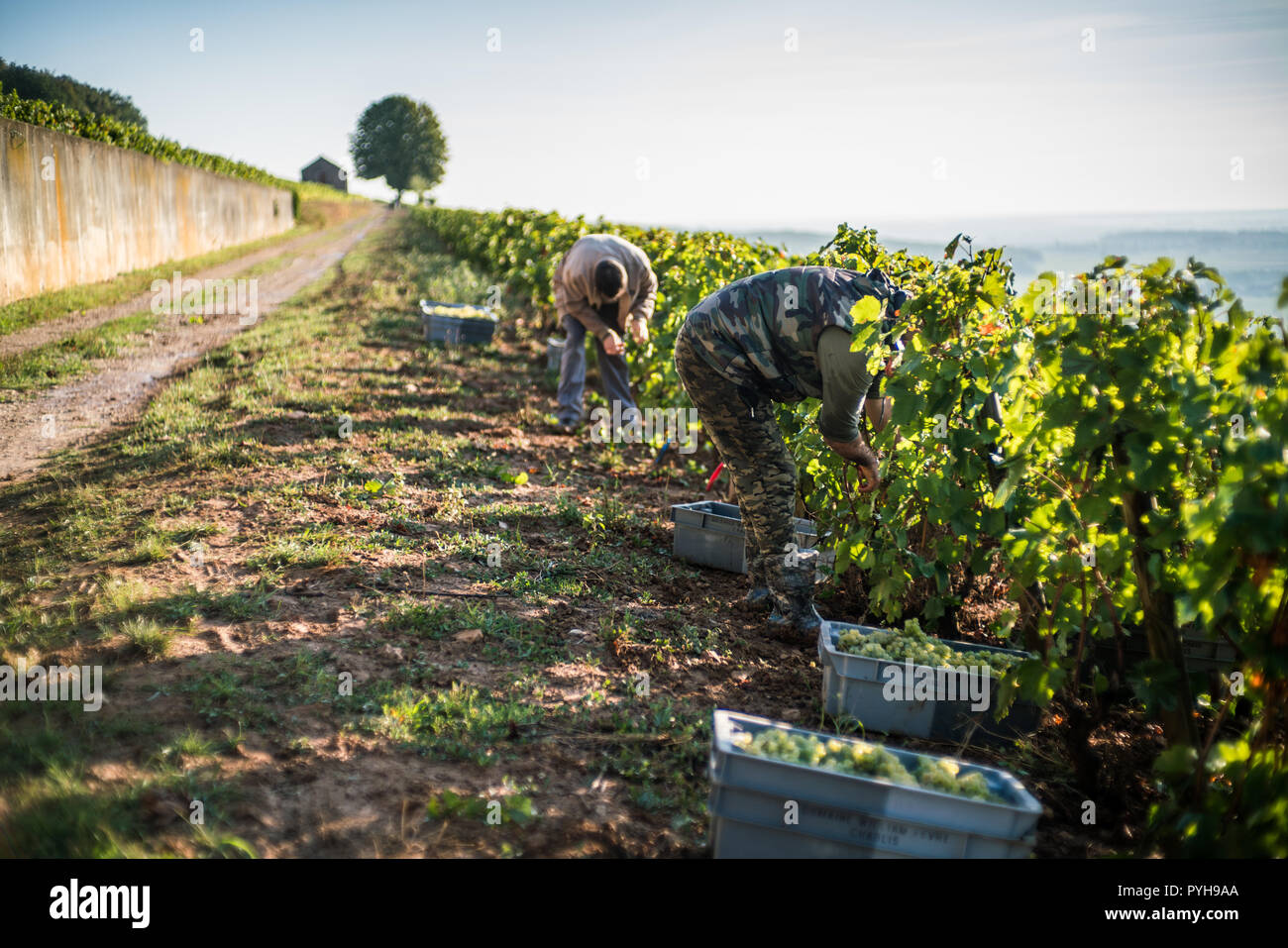 Harvest in the vineyards near of the Beaune, Burgundy, France, Europe