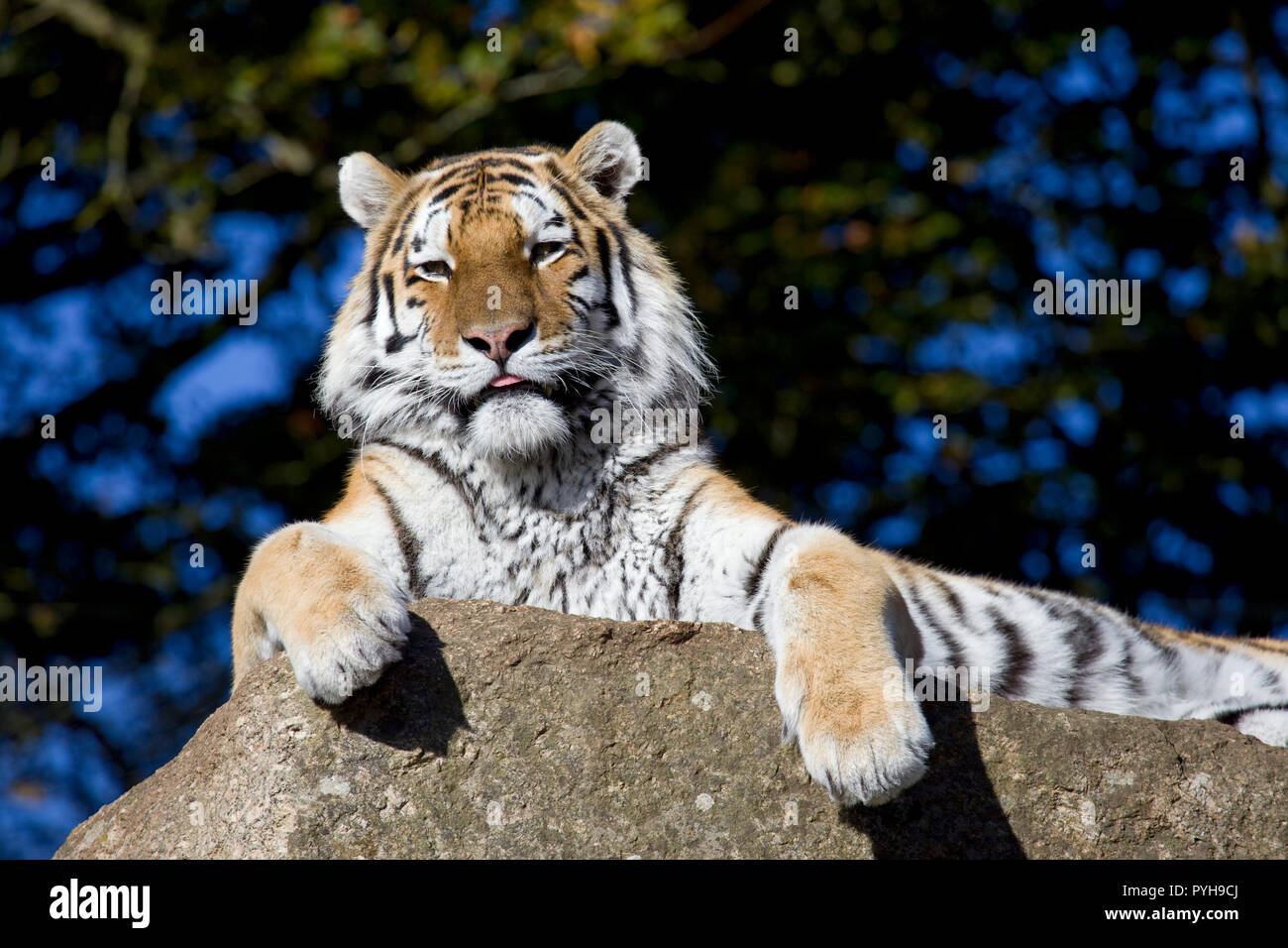 Siberian Amur Tiger Stock Photo
