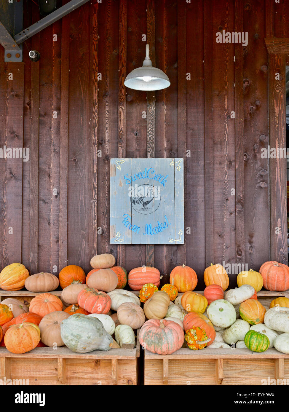 Pumpkins and gourds on display for sale at a local farm market, Sweet Creek, for the Halloween and Thanksgiving holiday decoration or decorating. Stock Photo