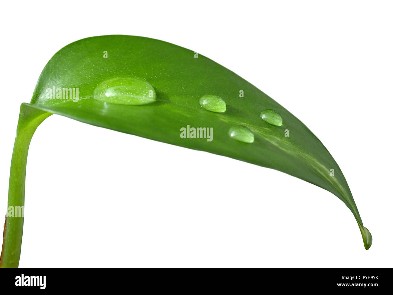 Drops of water on fresh green leaf. Isolated. White background Stock ...